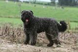BOUVIER DES FLANDRES 198